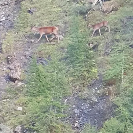 Le Ponchus La Foux D'allos